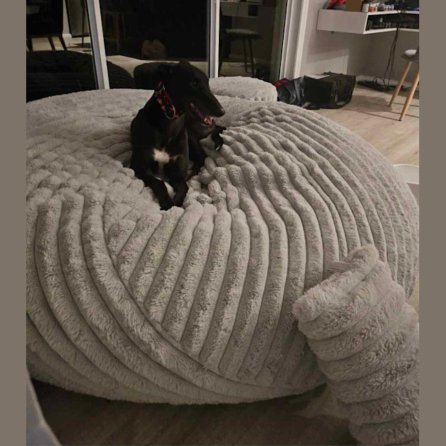 Photo of Rodney, The Cat Friendly Greyhound