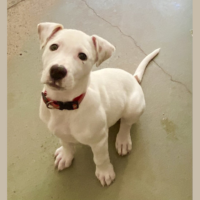 Photo of Chica