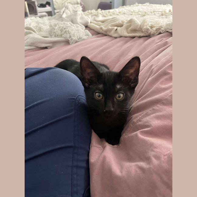 Photo of Baloo