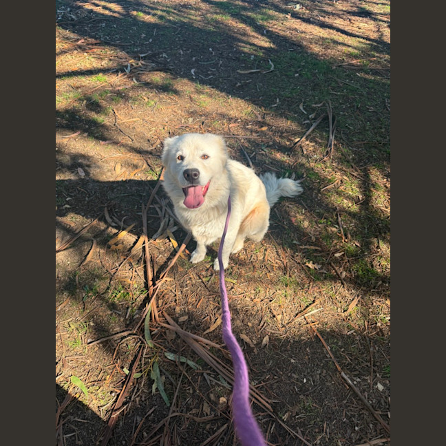 Photo of Lyra