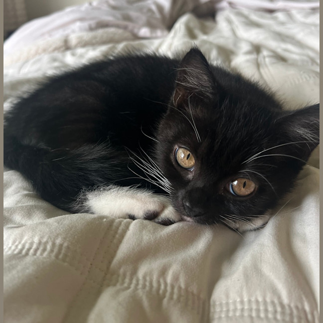 Photo of Enzo