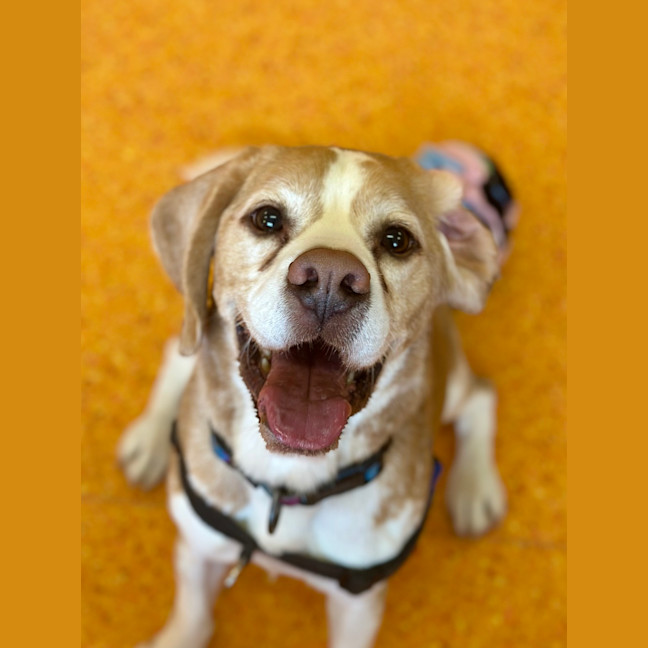 Photo of Benji