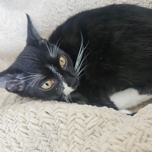 Photo of Raven