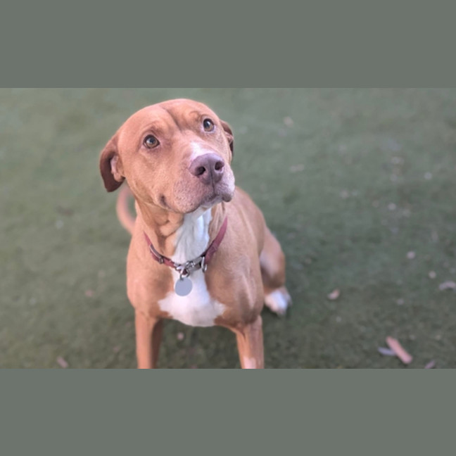 Photo of Ruby