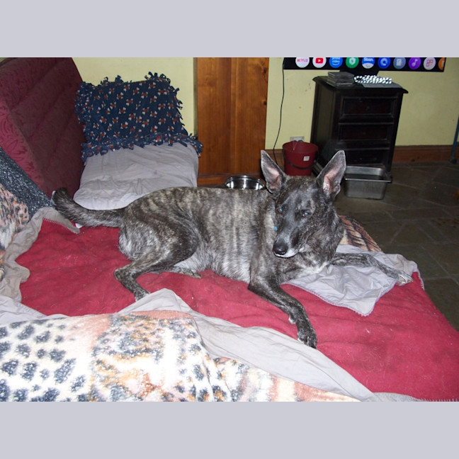 Photo of Luna