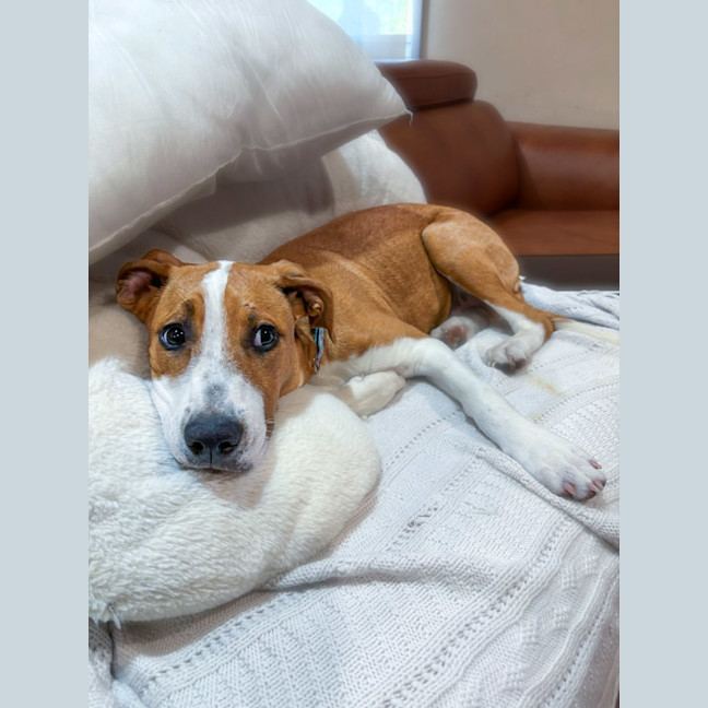 Photo of Echo