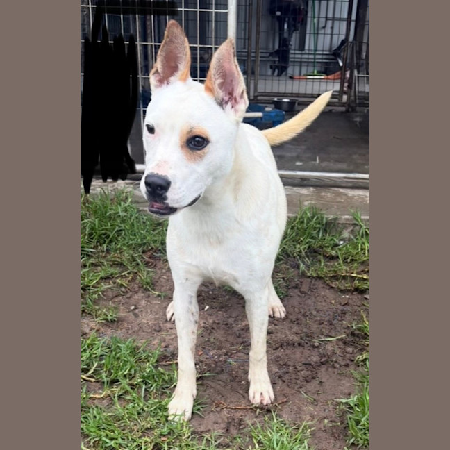 Photo of Twistie