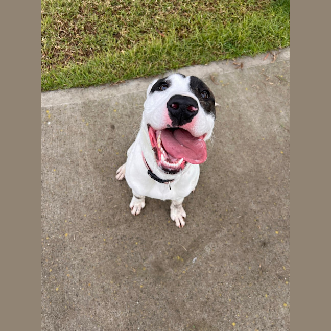 Photo of Sheba