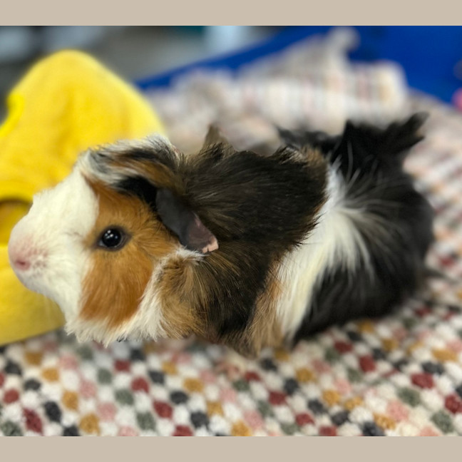 Photo of Choc Chip