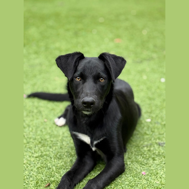 Photo of Banjo