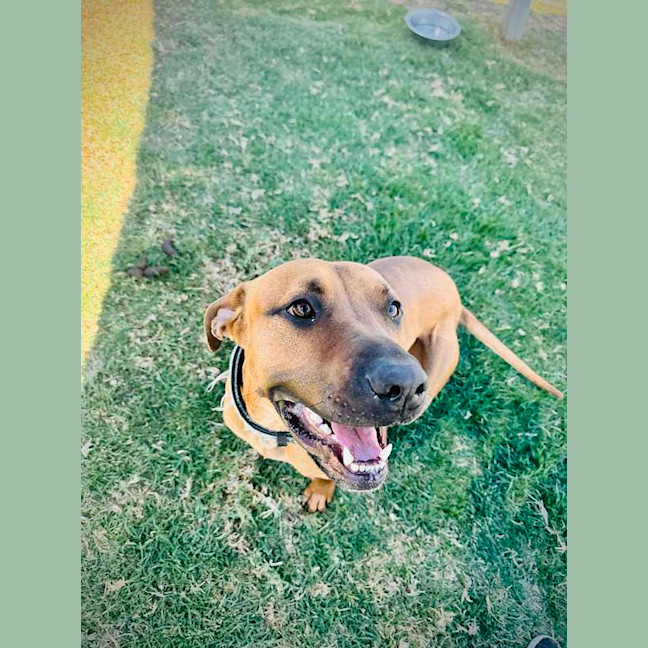 Photo of Scooby