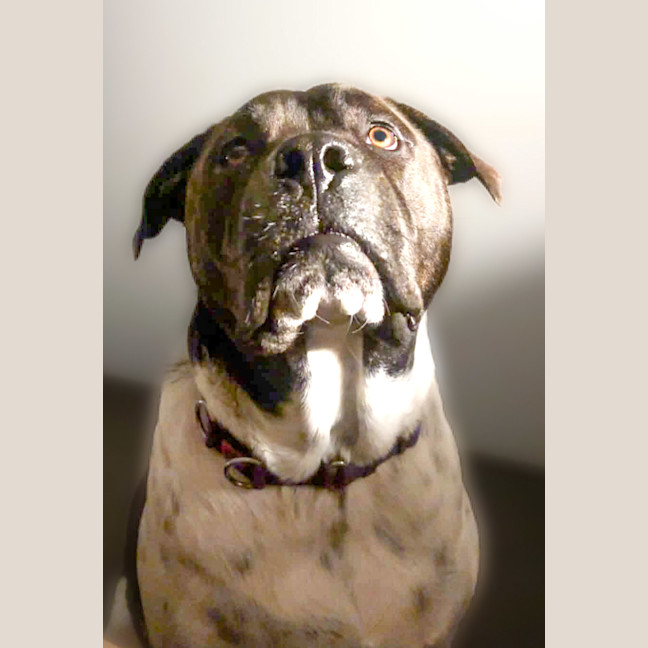 Photo of Bozley 