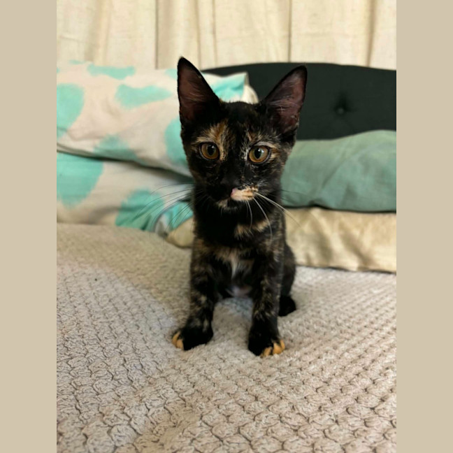 Photo of Gemma