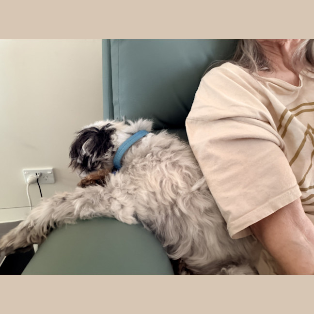 Photo of Bobby 🐼 Maltese X Shih Tzu