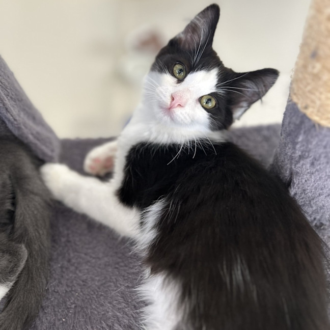 Photo of Gumdrop And Dumpling!