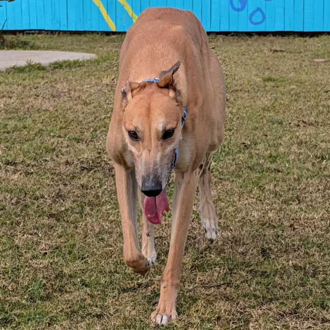 Photo of Baguette The Greyhound