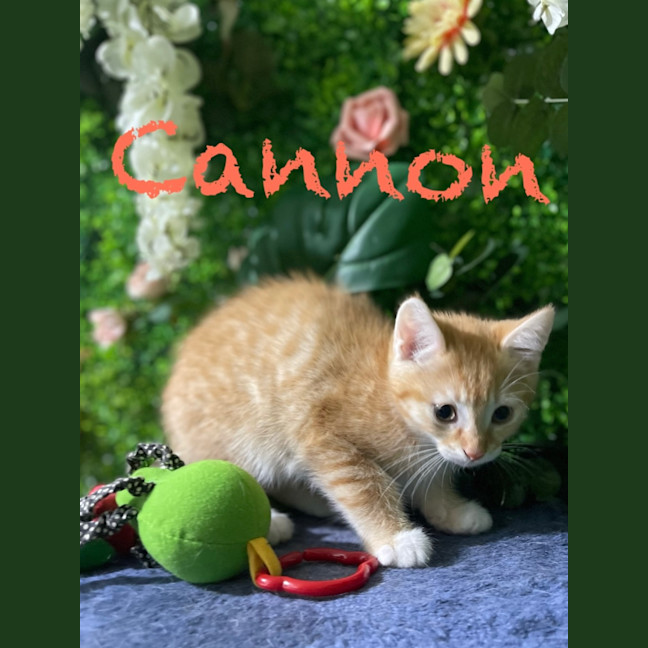 Photo of Cannon