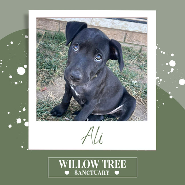 Photo of Ali