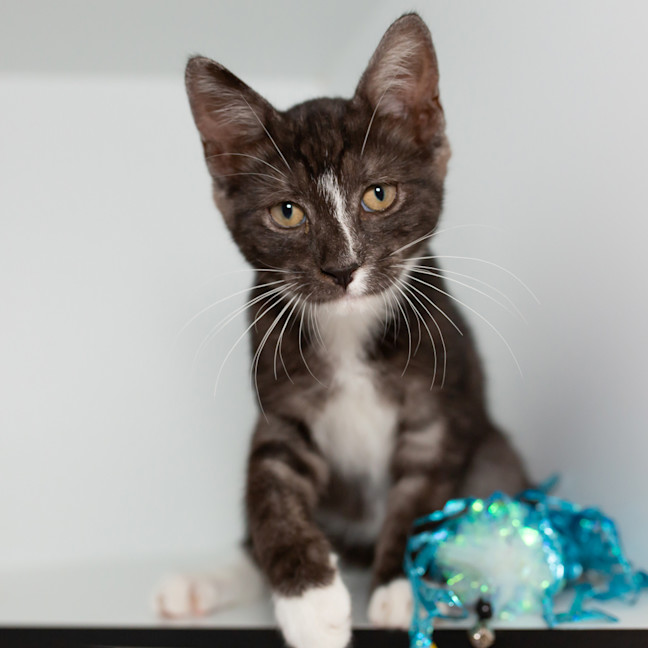 Photo of Calcifer (Previously Taka)