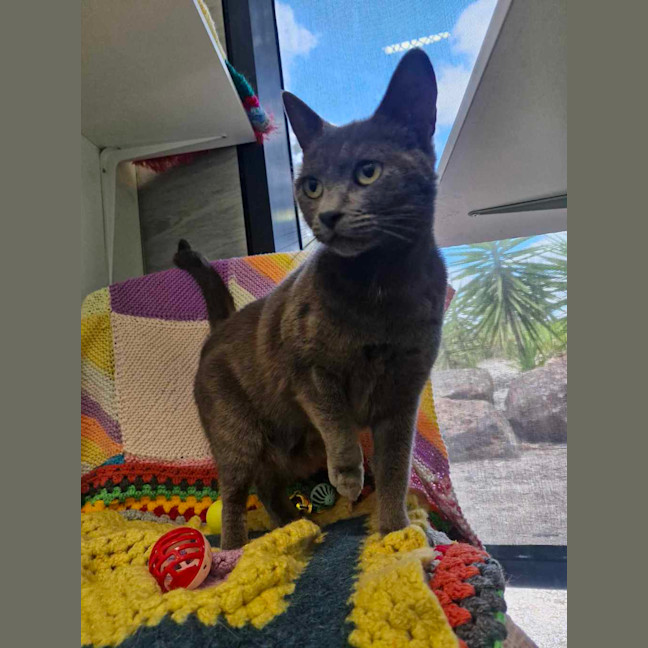 Photo of Profiterole