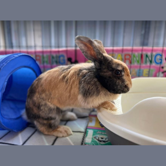 Photo of Hopper Melbourne