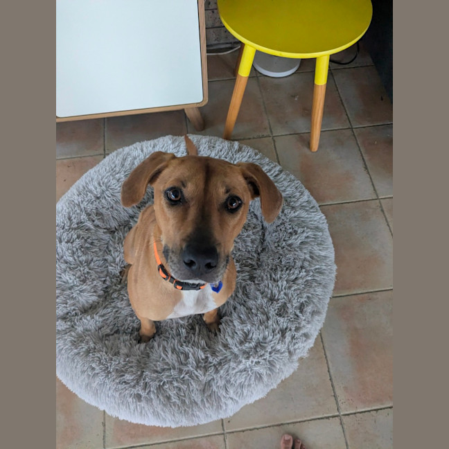 Photo of Ally   4 Year Old Ridgeback X (On Trial)