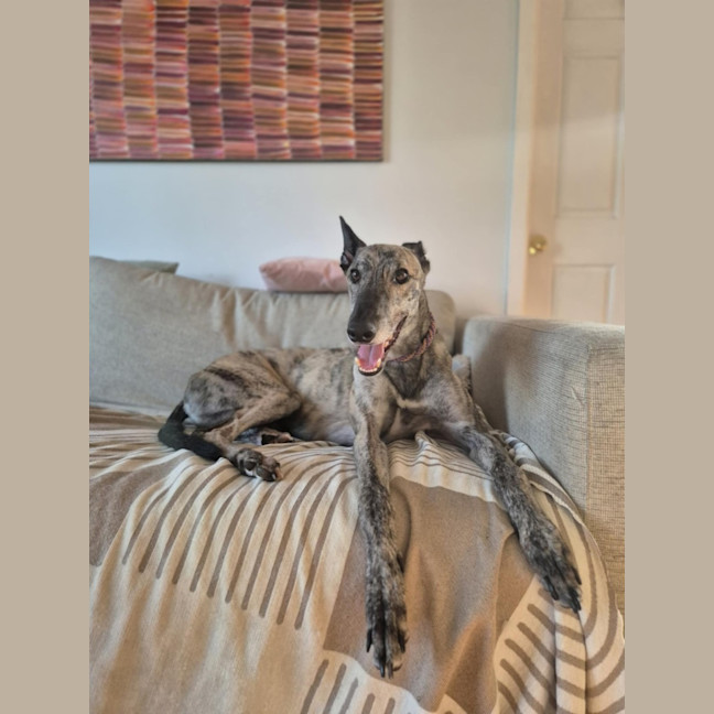 Photo of Alfie, The Greyhound