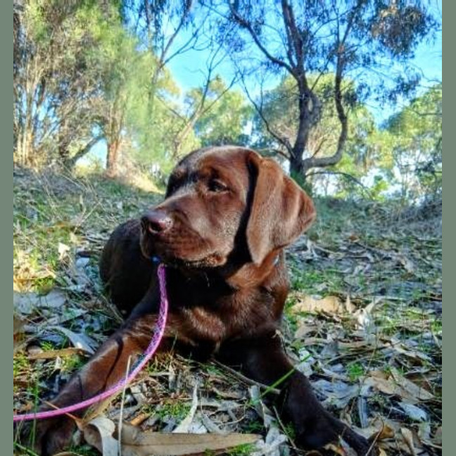Photo of Coco