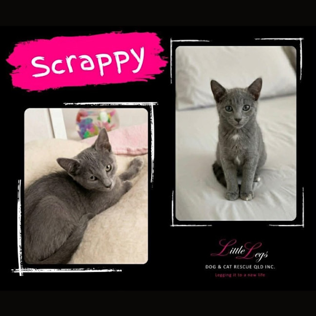 Photo of Scrappy 