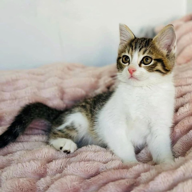 Photo of 11746   Phoenix 