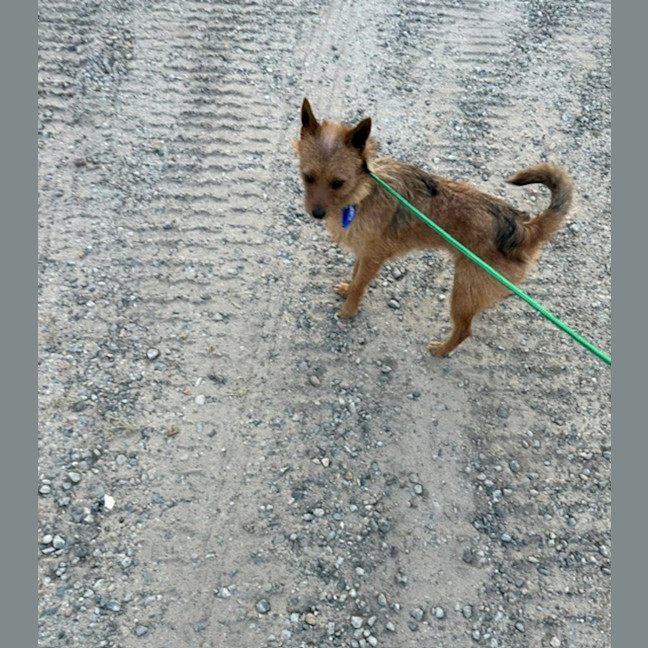 Photo of Foxie   9 Month Old Terrier 