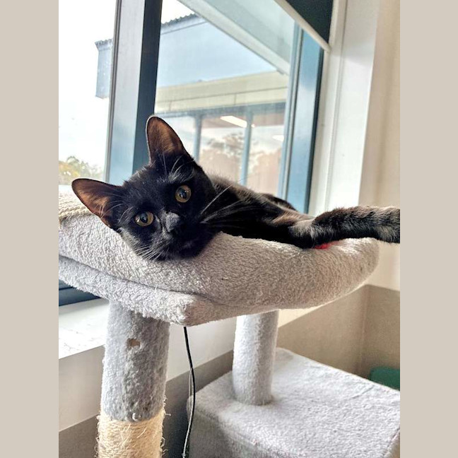 Photo of Annie