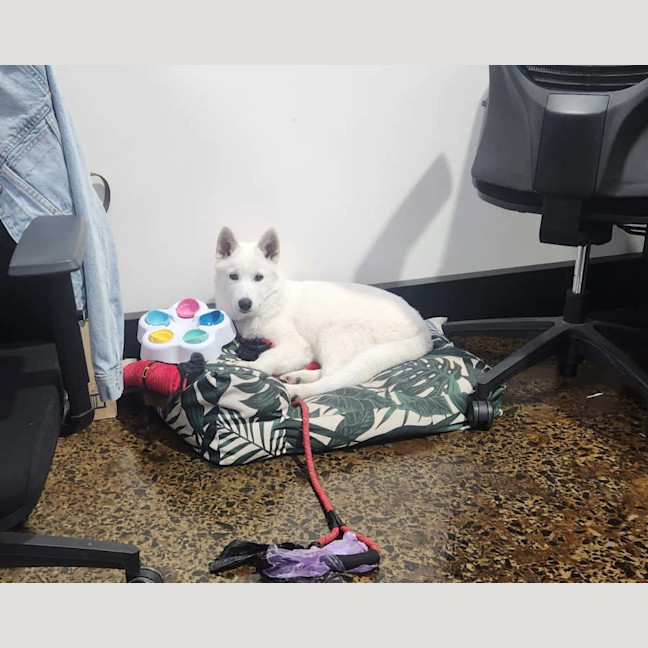 Photo of Lumi