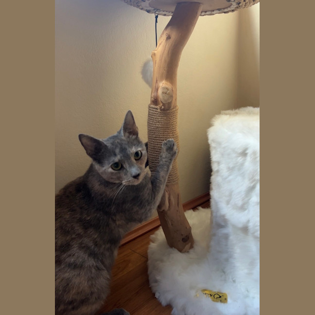 Photo of Delilah 