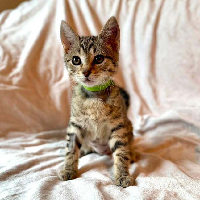 Photo of Muffin   In Foster Care In Fitzroy North