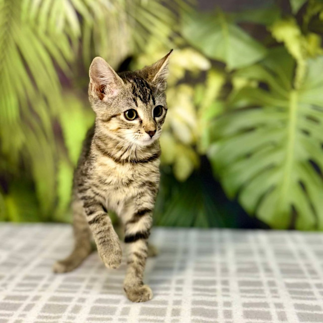 Photo of Uma   Located In Preston