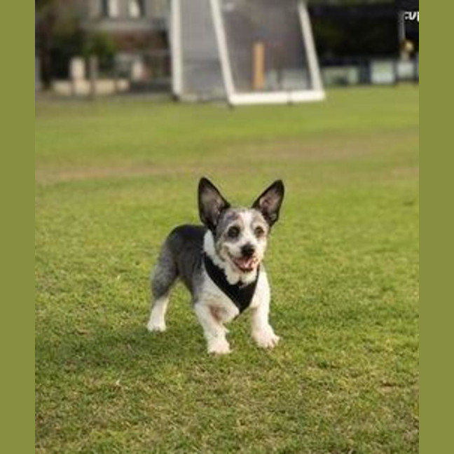 Photo of Gizmo Peggotty