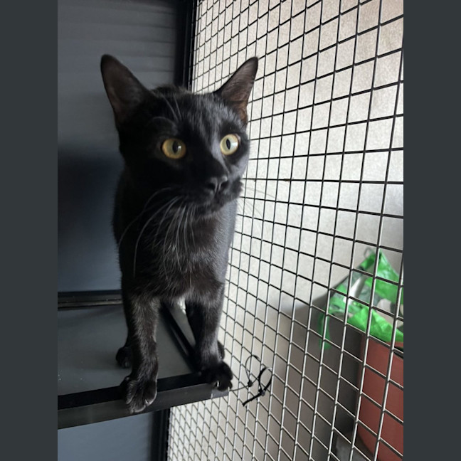 Photo of Jett Now At Pet Quarters Rutherford