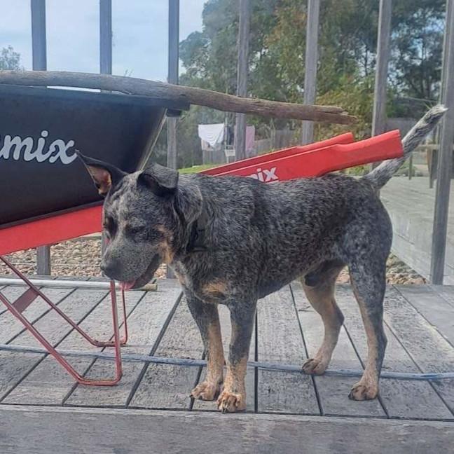 Photo of Bandit