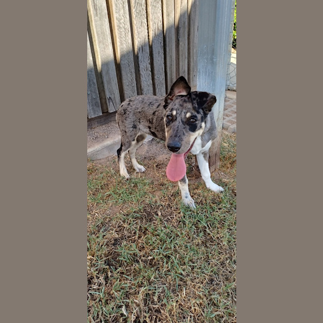 Photo of Spot