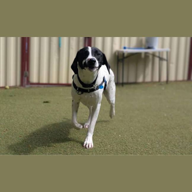 Photo of Bluey