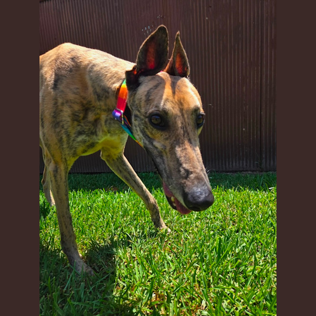 Photo of Sonny, The Greyhound