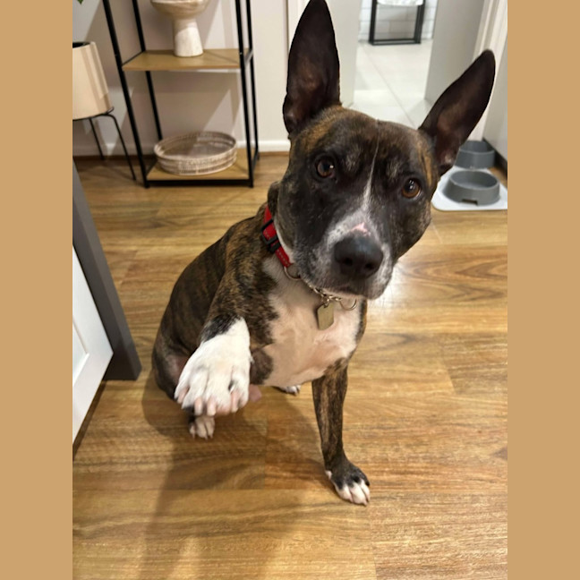 Photo of Rocky "Urgent Foster Carer Needed"