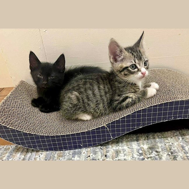 Photo of Ziggy And Mars