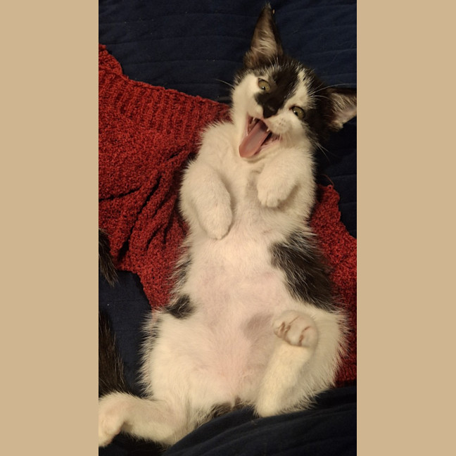 Photo of Tulip