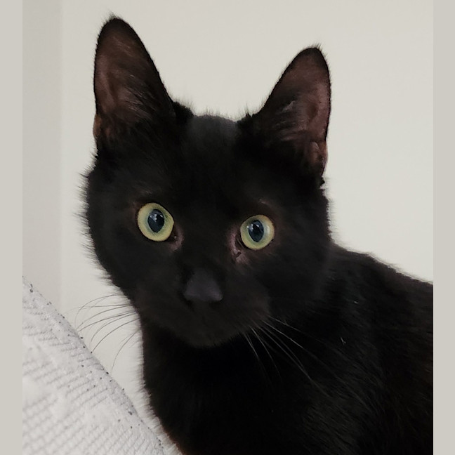 Photo of Penne