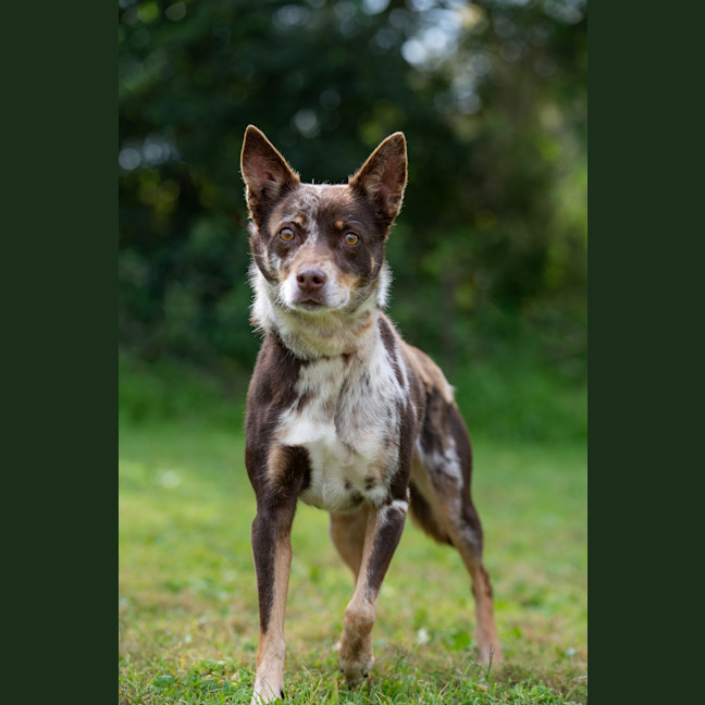 Photo of Bindi