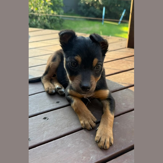 Photo of Thimble