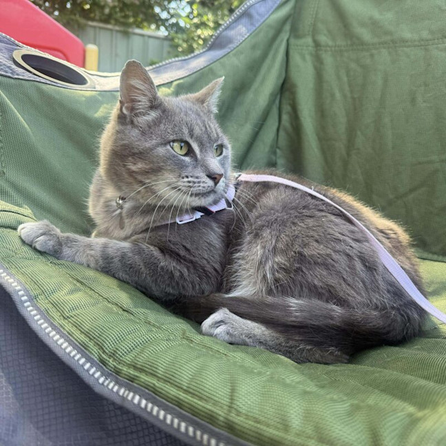 Photo of Blue