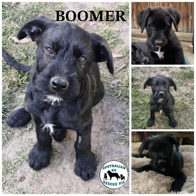 Photo of Boomer 